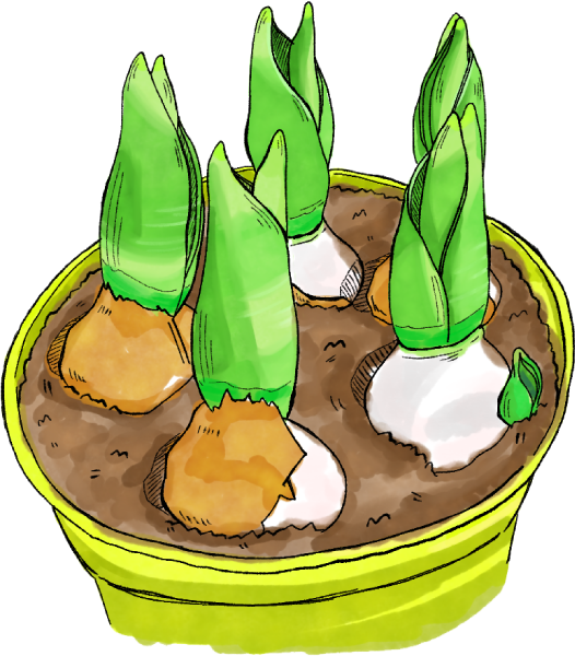 チューリップの球根のイラスト