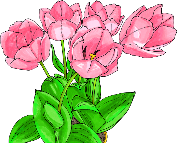 満開のチューリップのイラスト