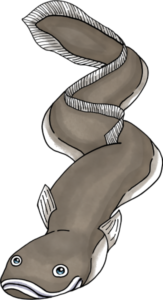 ウナギのイラスト