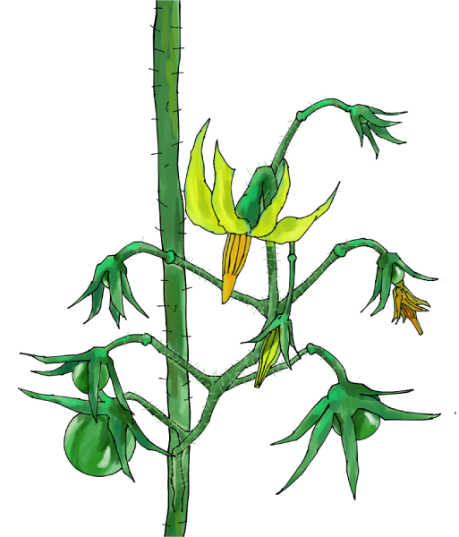 ミニトマトのイラスト