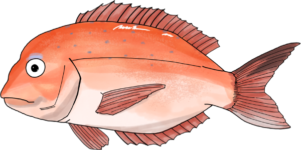 鯛のイラスト