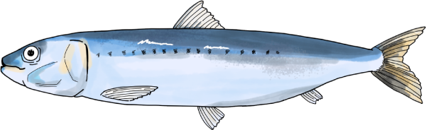 鰯のイラスト