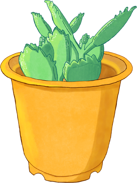 熊童子のイラスト