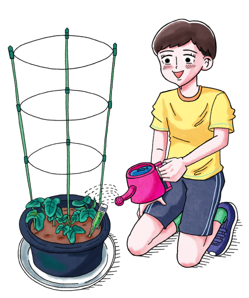 アサガオに水をやる女の子のイラスト