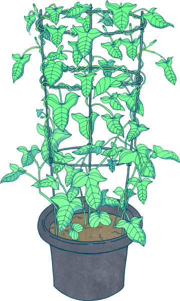 アサガオのイラスト