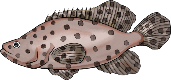 サラサハタのイラスト