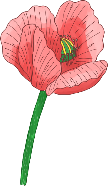 ナガミヒナゲシのイラスト